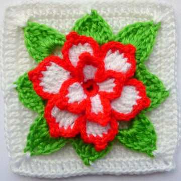 Poinsettia in square