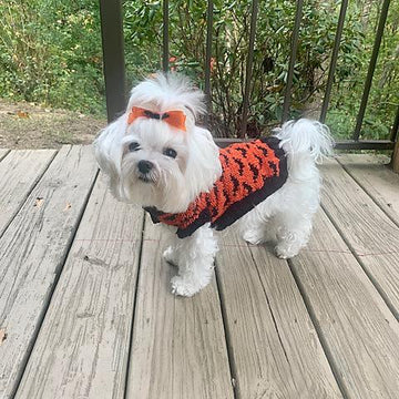 Going Batty Dog Sweater