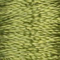 Maidenhair (521)