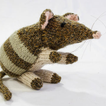 Australian Bandicoot