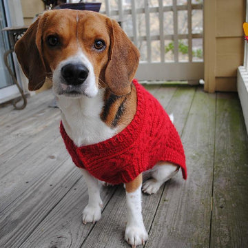 Canine Christmas Sweater