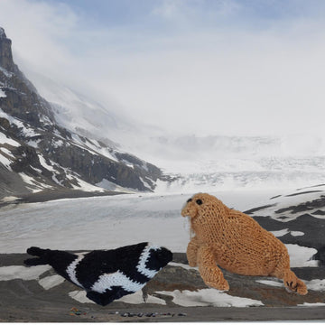 Arctic Animals