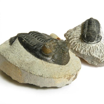 Trilobite