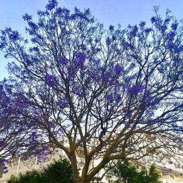 Cores de Natureza