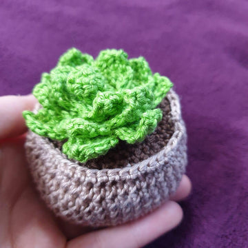 Succulent