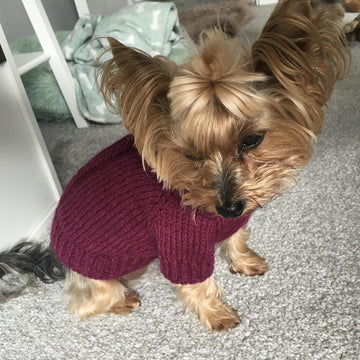 Plum Dog Sweater