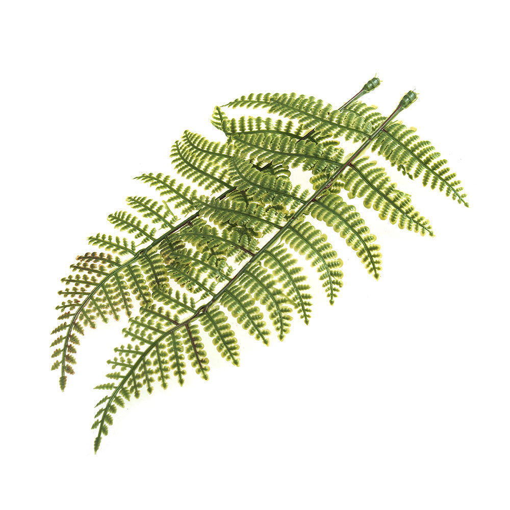 Groves Fern Leaves Pk2