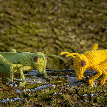 Grasshopper