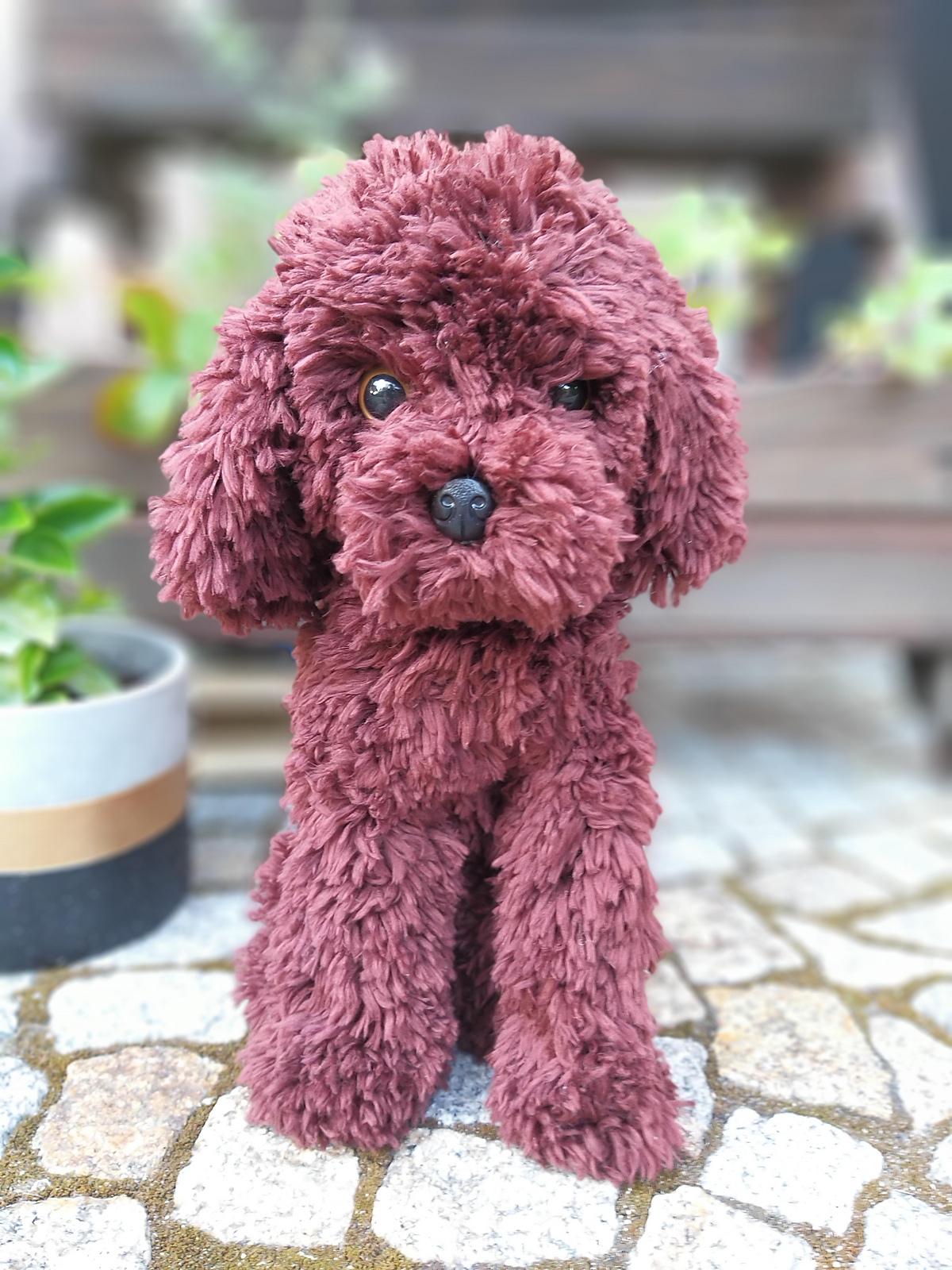 Sitting poodle dog Cavapoo Maltipoo