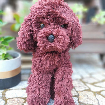 Sitting poodle dog Cavapoo Maltipoo