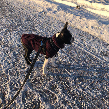 Omppu dog sweater
