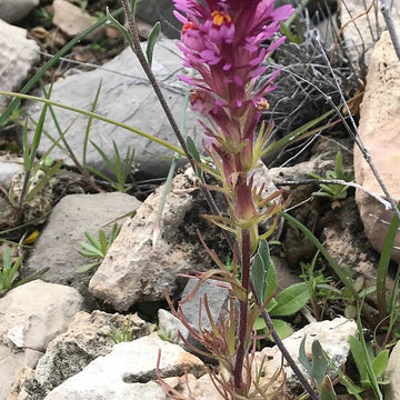 Owl's Clover