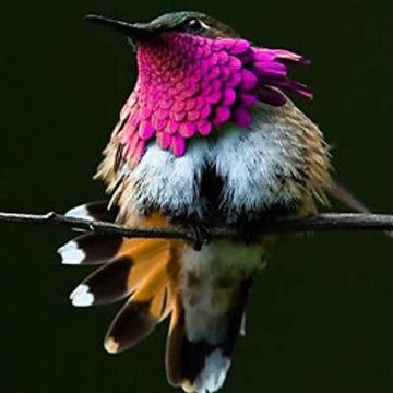 Hummingbird Charm
