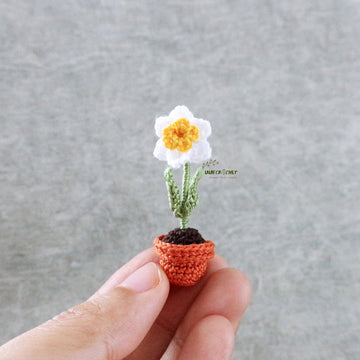 Miniature potted daffodil
