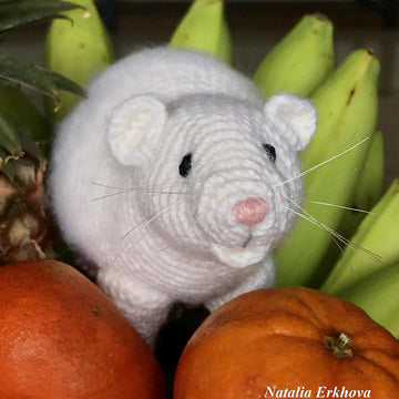 Rat