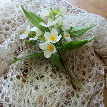 Philadelphus