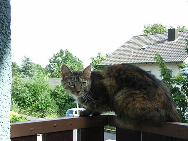 Fussel, the cat chart