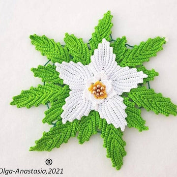 Poinsettia  white