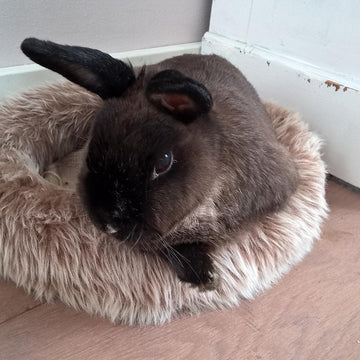 House rabbit Pert