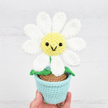 Potted Daisy
