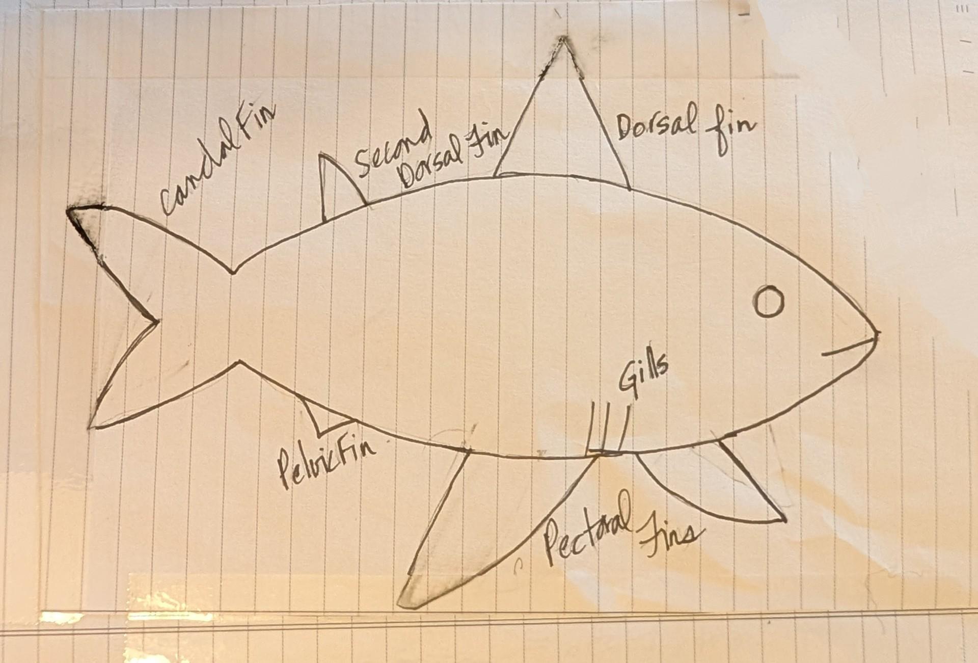 Shark