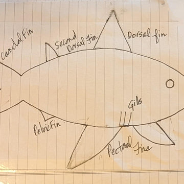 Shark