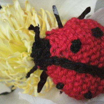 Ladybird
