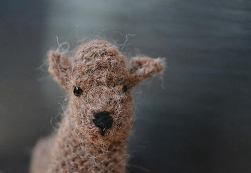 Alpaca