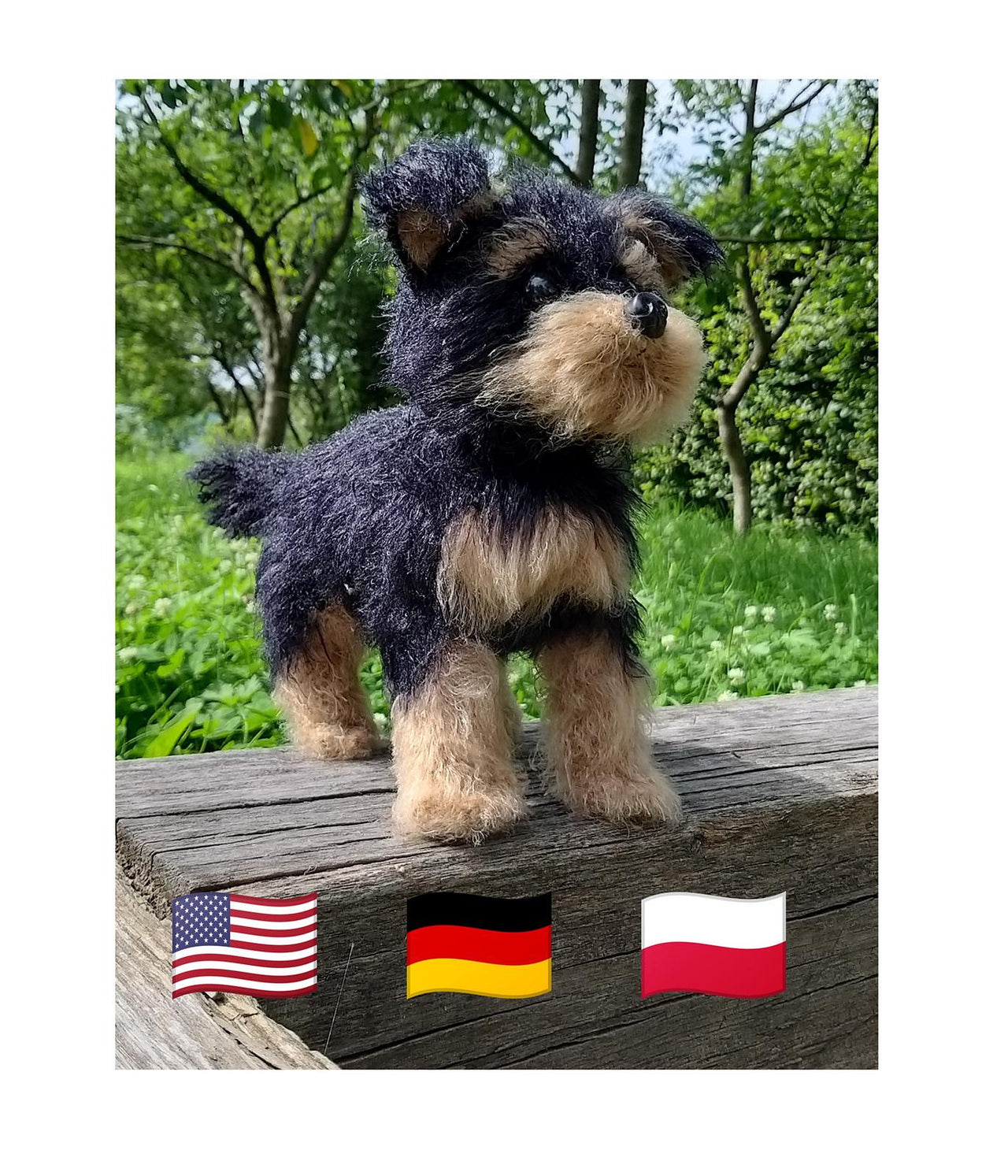 Dog Yorkshire Terrier