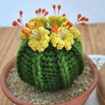 Ball cactus with flower