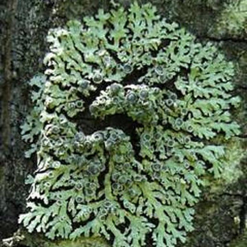 Lichen Cowl