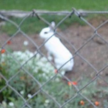 Happy Rabbit Beanie