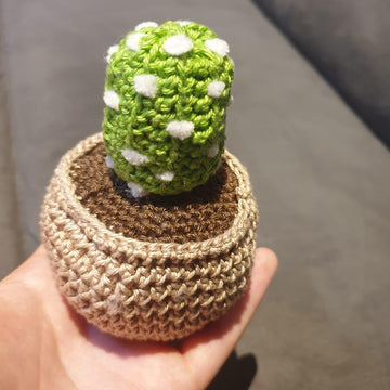 Echinopsis Cactus