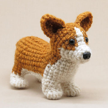 Choppie the Corgi