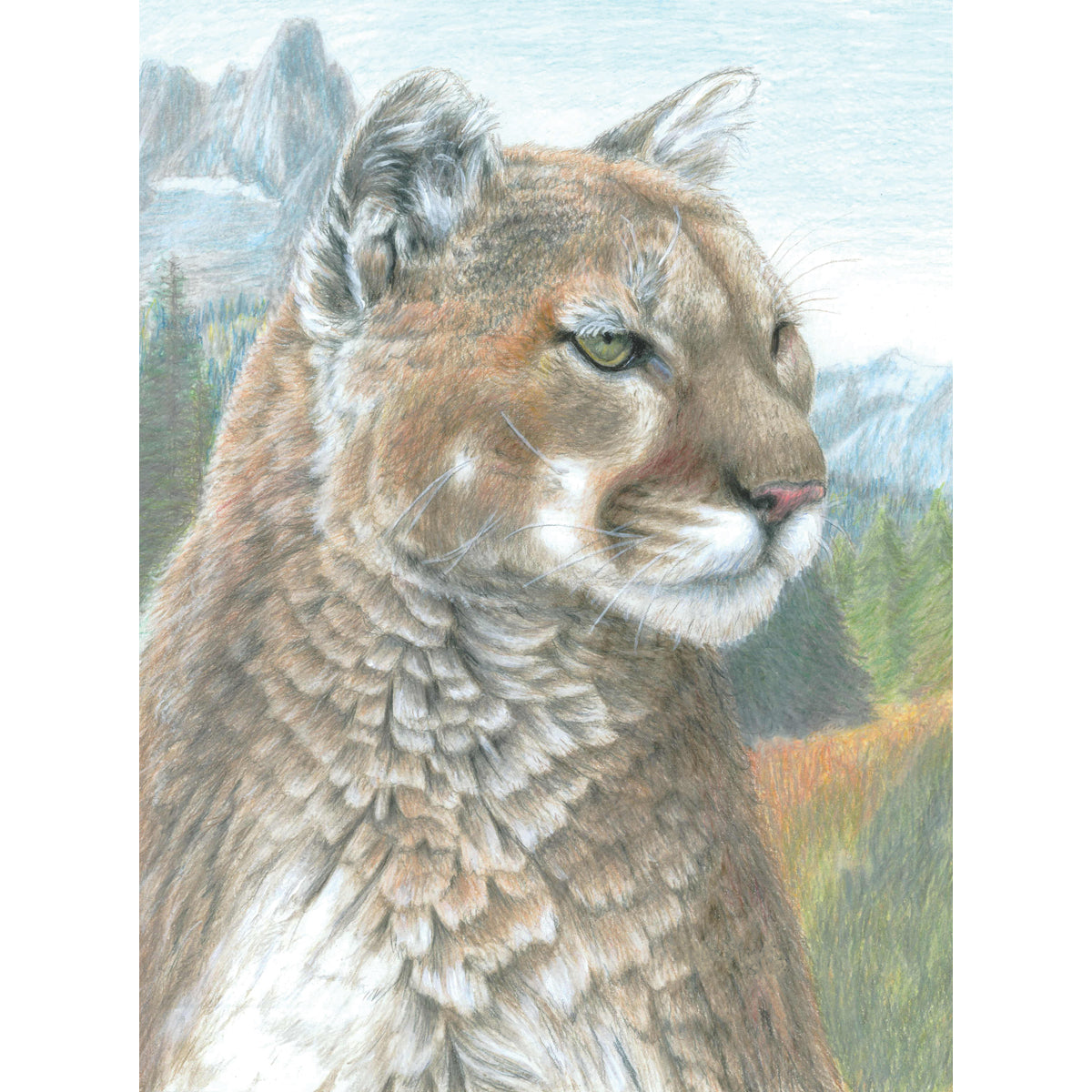 Royal Brush Color Pencil By Number Kit 8.75"X11.75" - Cougar