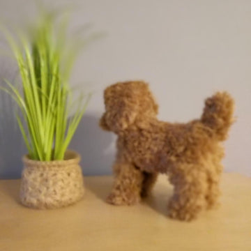 Poodle dog standing