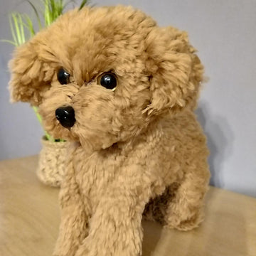 Poodle dog standing