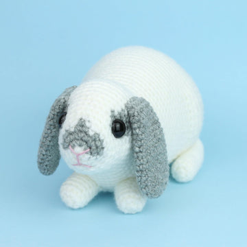 Mini Lop rabbit