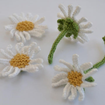 Daisy