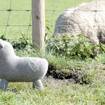 Wensleydale Lamb