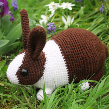 Dutch rabbit