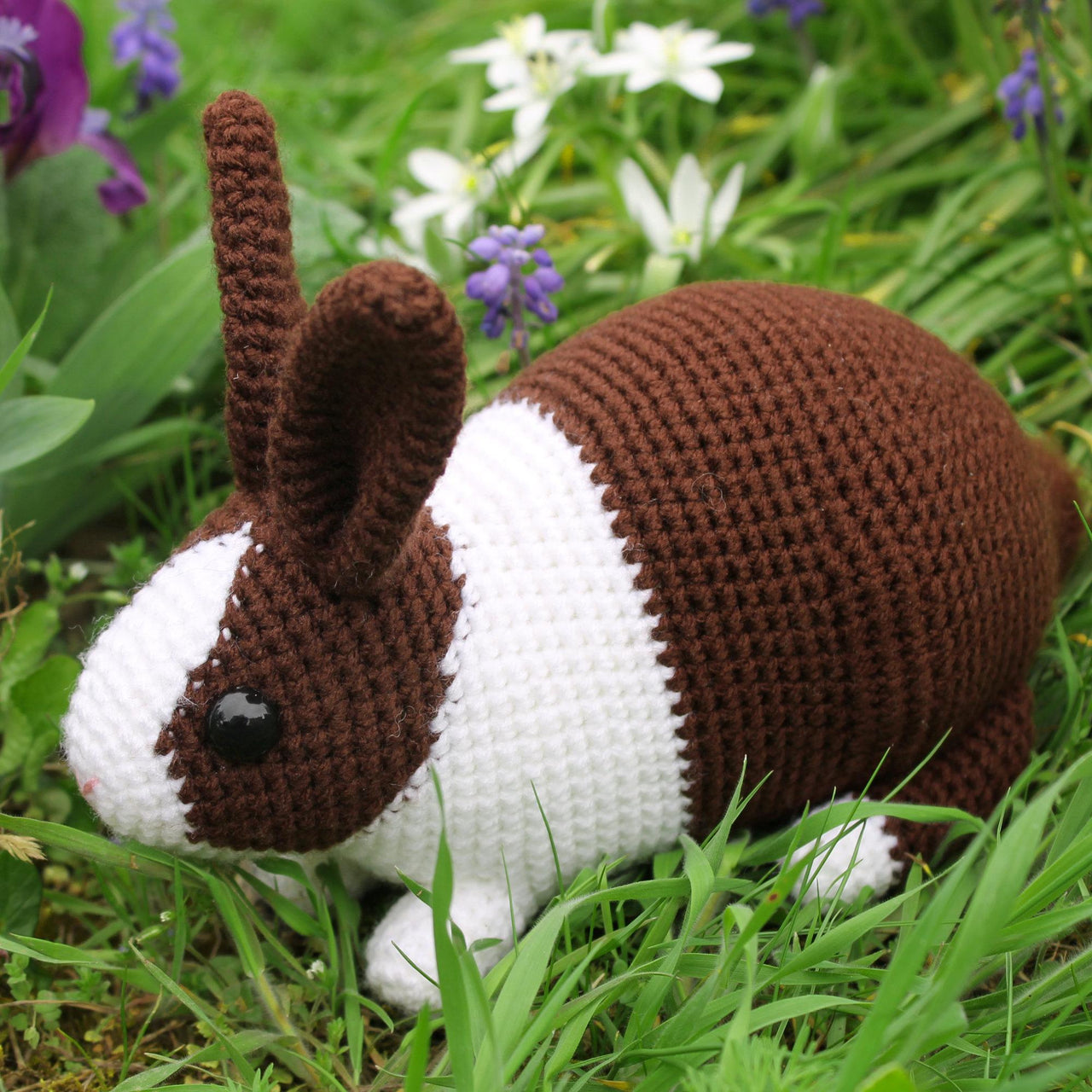 Dutch rabbit