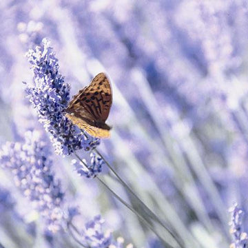 Lavender Breeze
