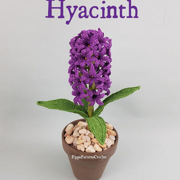 Hyacinth