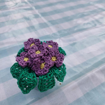 African violet