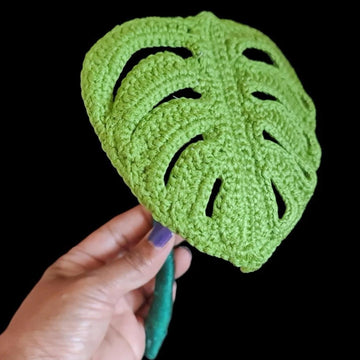 Monstera  Swiss Cheese plant