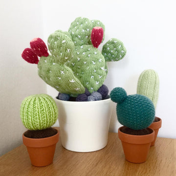 Prickly Pear Cactus