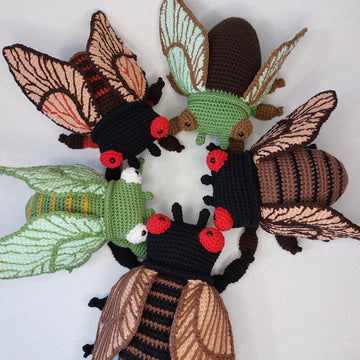 Cicada