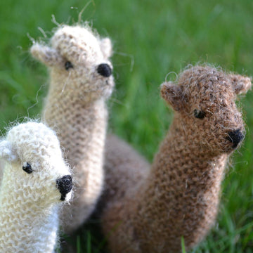 Alpaca