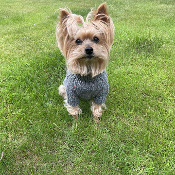 Slate Dog Sweater